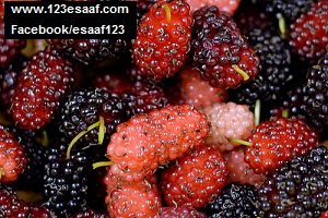 www.123esaaf.com
