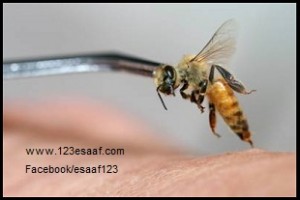 www.123esaaf.com